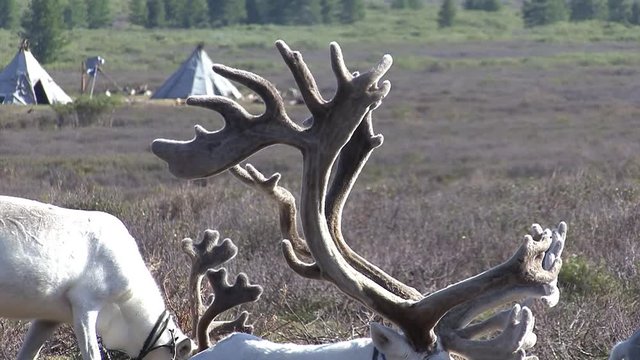 Mongolia. Darkhat basin. The camp of reindeer herders. Deer.