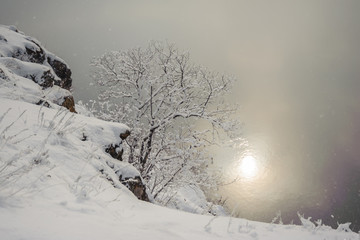 Tree under snowfall against the backdrop of the ice of the river and the glare of the sun