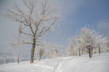 Trail and trees under snowfall