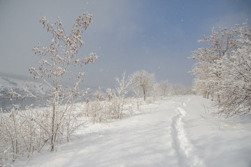 Trail and trees under snowfall