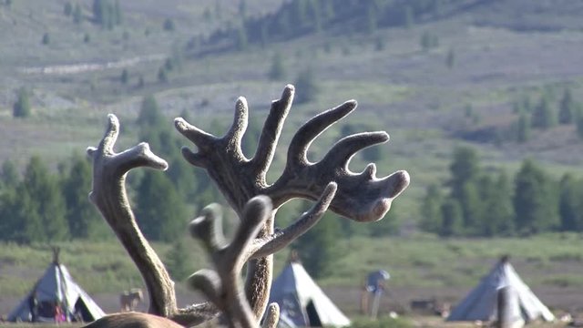 Mongolia. Darkhat basin. The camp of reindeer herders. Deer.