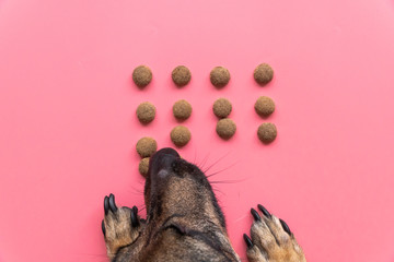 happy dog eats dry food on pink background, top view