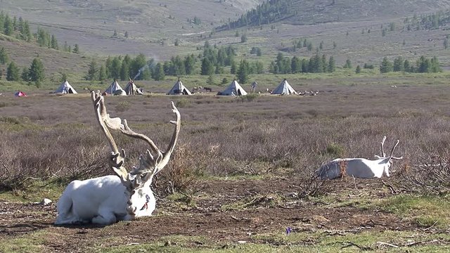 Mongolia. Darkhat basin. The camp of reindeer herders. Deer.