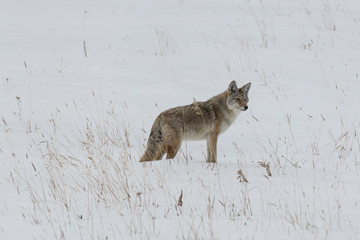 Fototapeta premium Coyote in winter