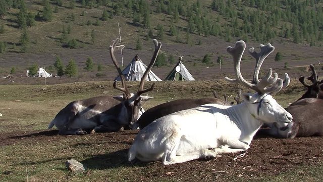 Mongolia. Darkhat basin. The camp of reindeer herders. Deer.