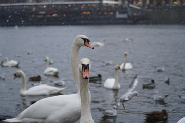 Prague, Czech Republic 2019: Swans on the banks of the Moldava river in Prague during a snowfall