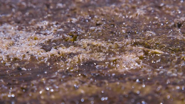  Concentration of fly larvae on silica present in the gayseries of Atacama, Chile, geisers
