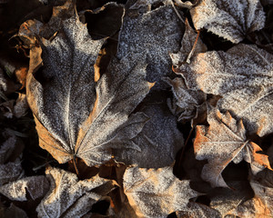 autumn leaves on the ground