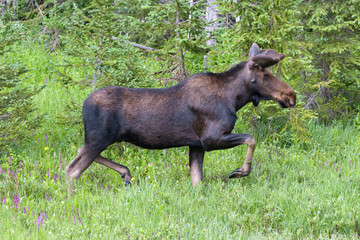Shiras Moose in Colorado. Shiras are the smallest species of Moose in North America