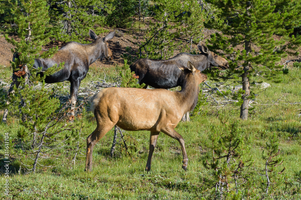 Wall mural Shiras Moose in Colorado. Shiras are the smallest species of Moose in North America