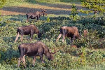 Shiras Moose in Colorado. Shiras are the smallest species of Moose in North America
