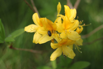 Bronze beetle sitting on a yellow rhododendron flower close-up.