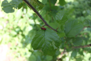 Beetle red leprosy sitting on a leaf of a tree close-up.