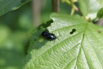 Two leaf beetle beetles sitting on a leaf of a bush close-up.