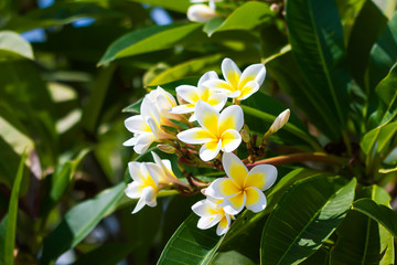 Obraz na płótnie Canvas Soft frangipani flower or plumeria flower bouquet on tree branches. Plumeria is a white and yellow petal, and flowering is beauty in Asia, tropical climate.