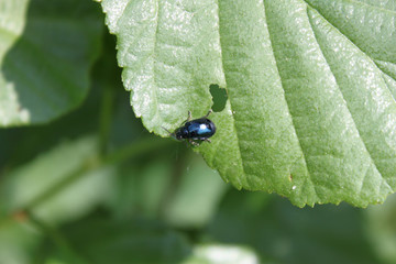 Leaf beetle sitting on a leaf of a bush close-up.