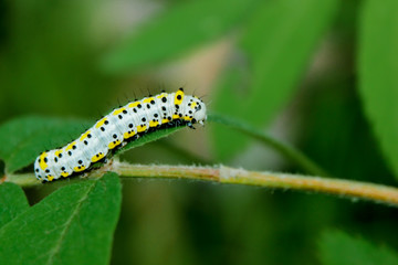 yellow-blue beautiful caterpillar on a branch. observations of the world