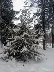 Winter. Winter forest. Snow is all around. Snowdrifts in the forest. Snow mosaic. Snowy fringe on the trees. Snowy spruce. A child in a snowdrift. Snowy paws of fir trees.