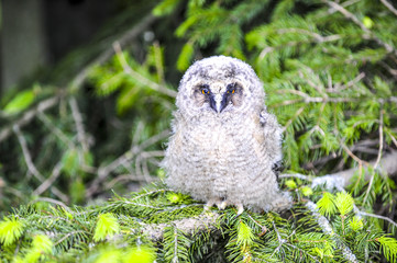 Junger Greifvogel in einer Fichte