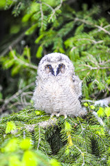 Junger Greifvogel in einer Fichte