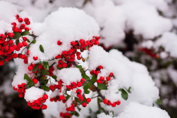 A bush with red berries all covered in snow, there has been a recent snowfall in the city in winter