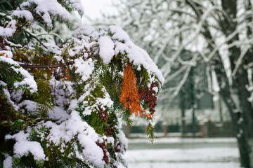 Beautiful winter background. Branches of high cypress covered with snow, close up