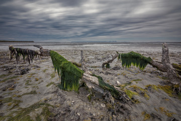 Low tide in San Ignacio Lagoon, Mexico
