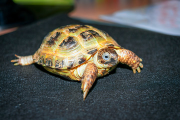 Portrait of a Central Asian tortoise. Agrionemys horsfieldii.