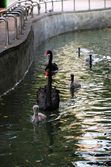  A black swan with its chicks swims in the pond