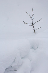 Fototapeta na wymiar Ramo in mezzo alla neve