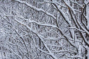 Trama di rami innevati