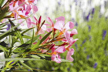 Oleander Kübelpflanze Terrasse