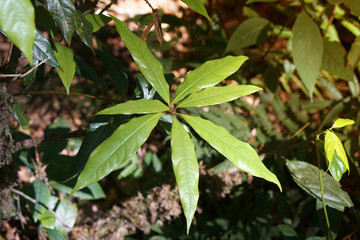 The leaves of the Acer laurinum Hassk.  Family name is ACERACEAEA.