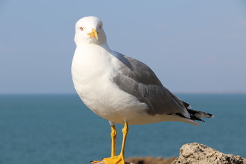 Mouette