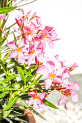Obraz premium Oleander