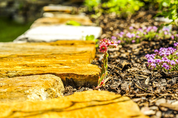 Naturgarten mit Trockensteinmauer