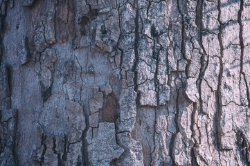 tree bark texture