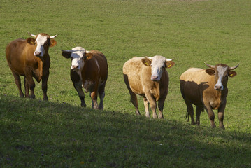 Kühe auf der Weide