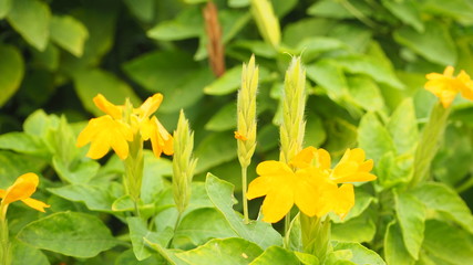 yellow flowers in garden