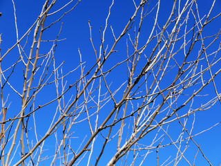 rami sottili sullo sfondo del cielo azzurro in inverno