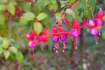 lady's eardrops flower on nature background. Fuchsia is a type of annual flower.