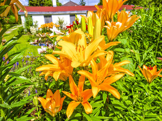 Fototapete bei efototapeten.de bestellen   