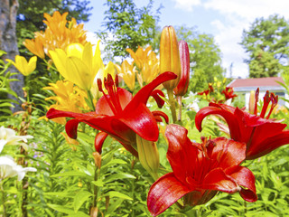 Fototapete bei efototapeten.de bestellen   