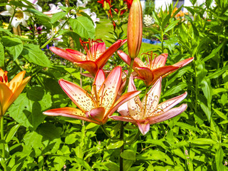 Fototapete bei efototapeten.de bestellen   