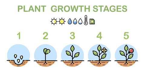 Plant growth stages infographics. Line art icons. Planting instruction template. Linear style illustration isolated on white. Planting fruits process.