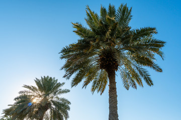 Bottom view to the palm trees on background of blue sky at sunny day