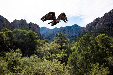 Golden Eagle in Flight Over Wooded  Canyon