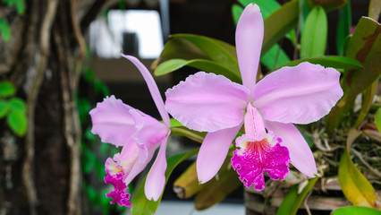 two fresh cattleya flower. Pink and  violet orchid tree hanging in garden.