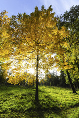 Fototapeta premium Landschaftsgarten Harrachpark im Herbst, Österreich, NIederöst