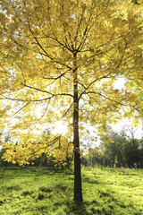 Fototapeta premium Landschaftsgarten Harrachpark im Herbst, Österreich, NIederöst